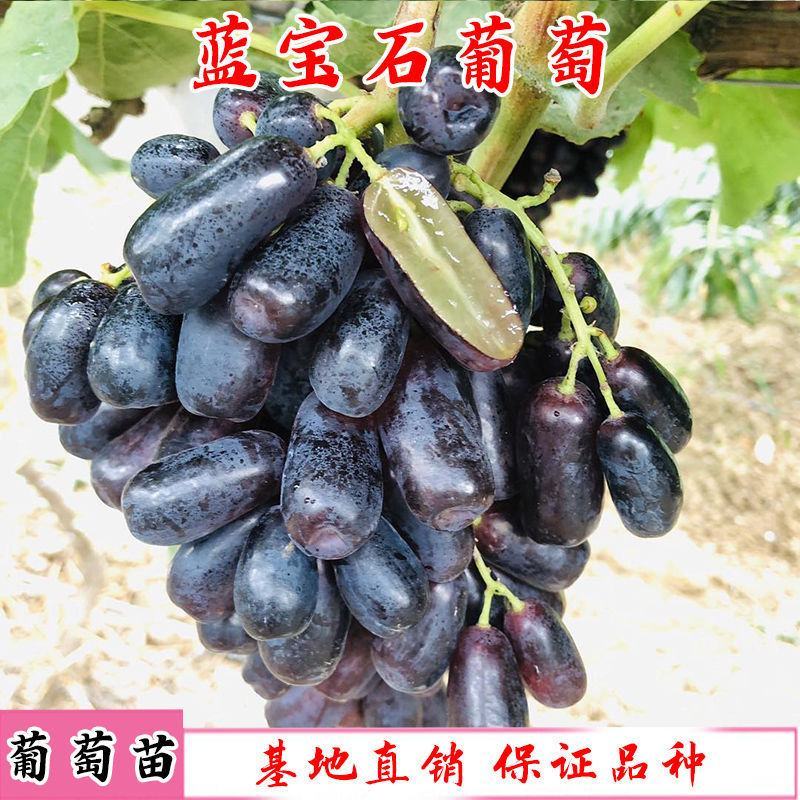新品种蓝宝石葡萄苗南方北方种植当年结果果树苗无籽提子葡萄