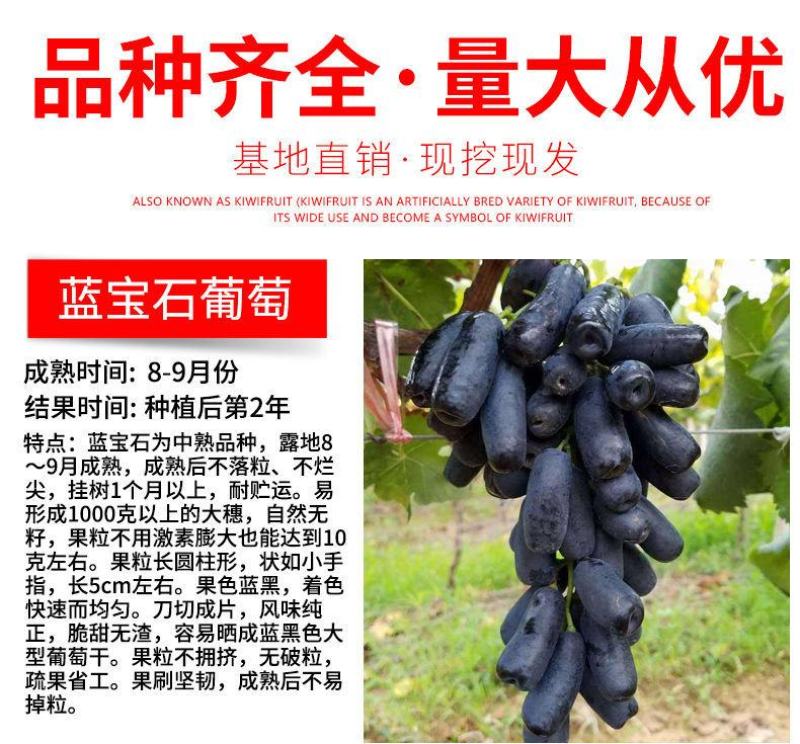 新品种蓝宝石葡萄苗南方北方种植当年结果果树苗无籽提子葡萄