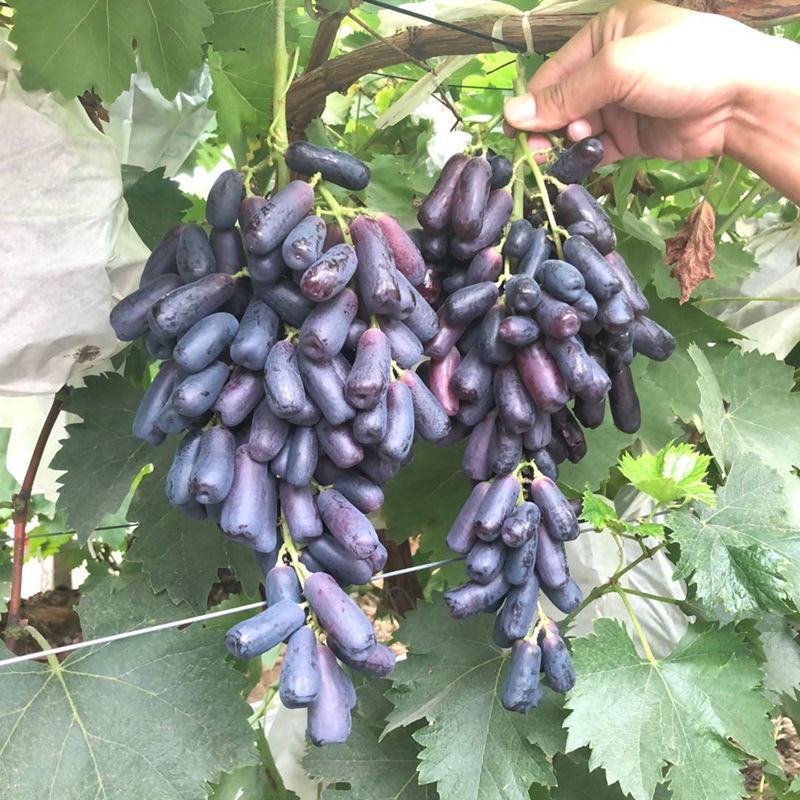 新品种蓝宝石葡萄苗南方北方种植当年结果果树苗无籽提子葡萄