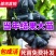 新品种蓝宝石葡萄苗南方北方种植当年结果果树苗无籽提子葡萄