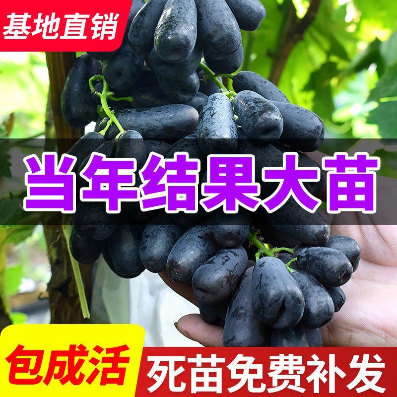 新品种蓝宝石葡萄苗南方北方种植当年结果果树苗无籽提子葡萄