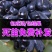 新品种蓝宝石葡萄苗南方北方种植当年结果果树苗无籽提子葡萄