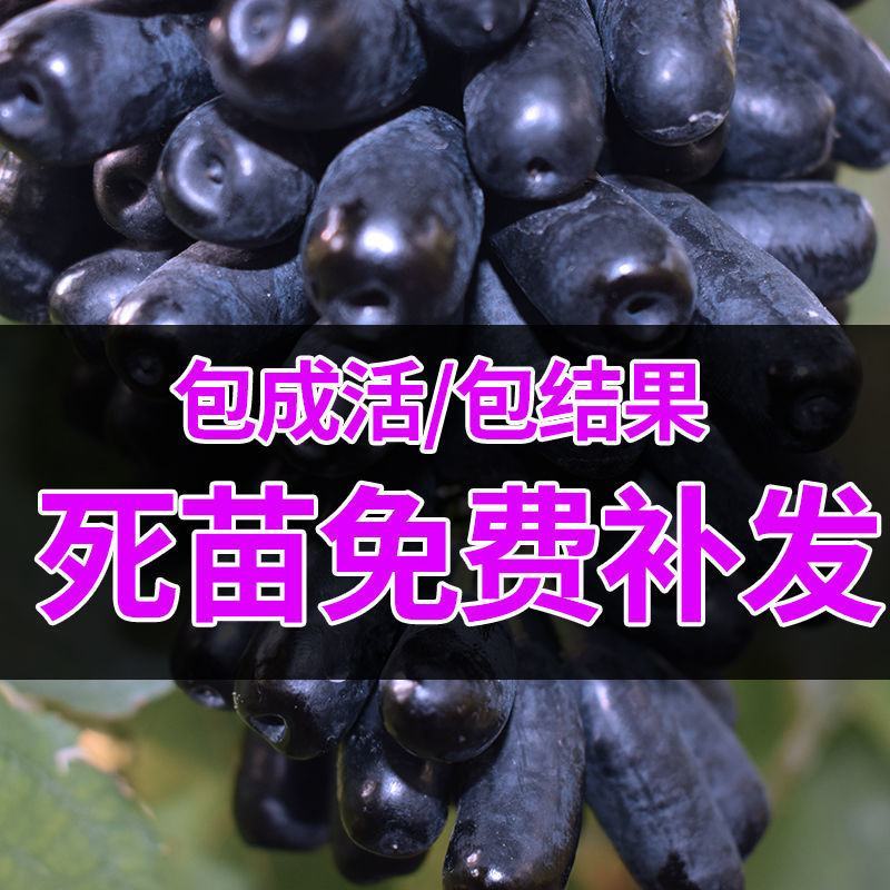 新品种蓝宝石葡萄苗南方北方种植当年结果果树苗无籽提子葡萄