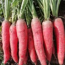 基地露天三红胡萝卜己陆续大量上市欢迎客商前来採购。