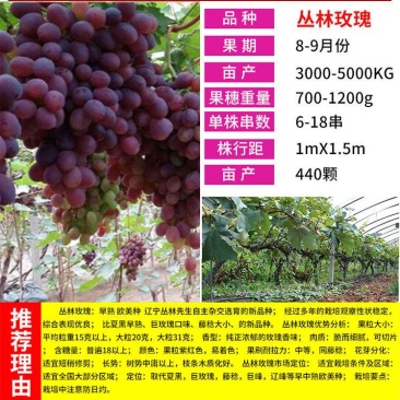 葡萄树苖特大巨峰葡萄苗爬藤蓝宝石葡萄树苗南方北方种植果树