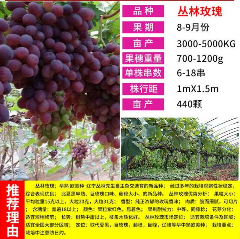 葡萄树苖特大巨峰葡萄苗爬藤蓝宝石葡萄树苗南方北方种植果树