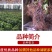 葡萄树苖特大巨峰葡萄苗爬藤蓝宝石葡萄树苗南方北方种植果树
