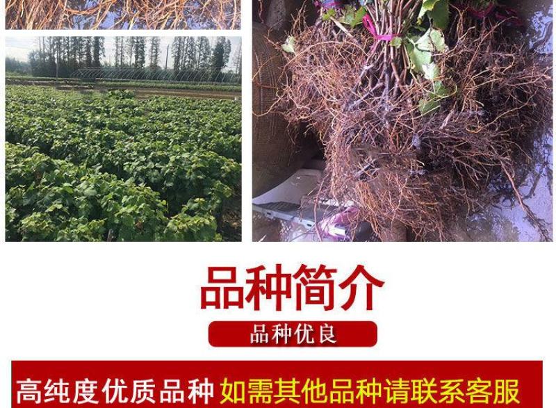 葡萄树苖特大巨峰葡萄苗爬藤蓝宝石葡萄树苗南方北方种植果树