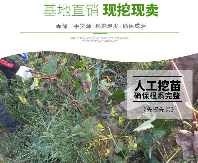 葡萄树苖特大巨峰葡萄苗爬藤蓝宝石葡萄树苗南方北方种植果树