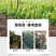 葡萄树苖特大巨峰葡萄苗爬藤蓝宝石葡萄树苗南方北方种植果树