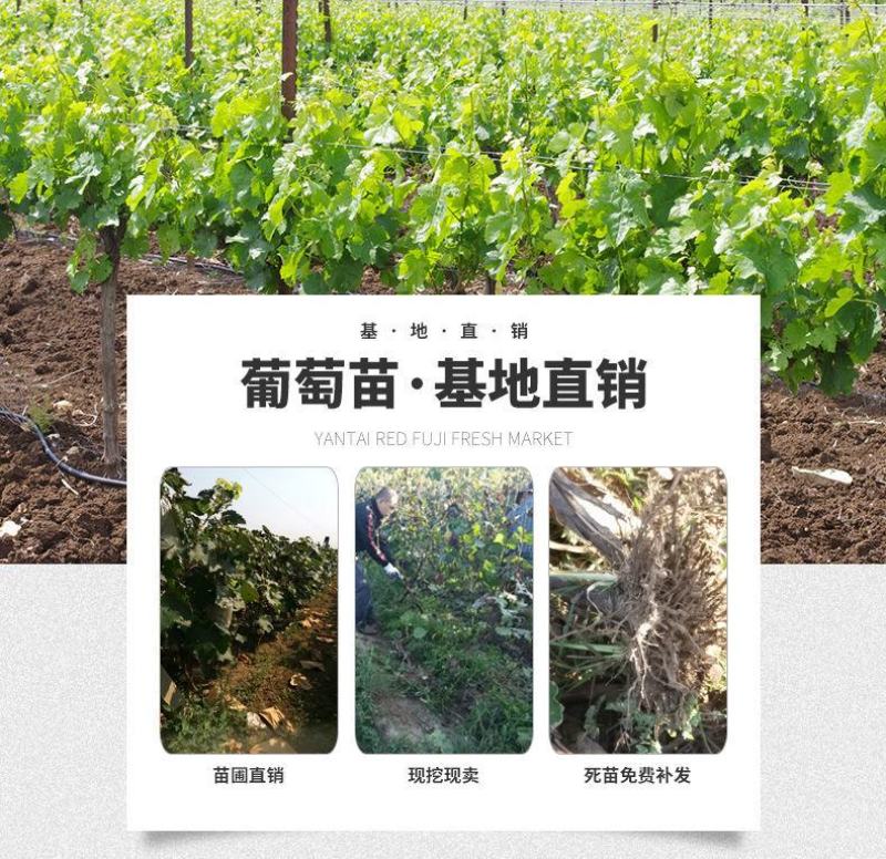 葡萄树苖特大巨峰葡萄苗爬藤蓝宝石葡萄树苗南方北方种植果树