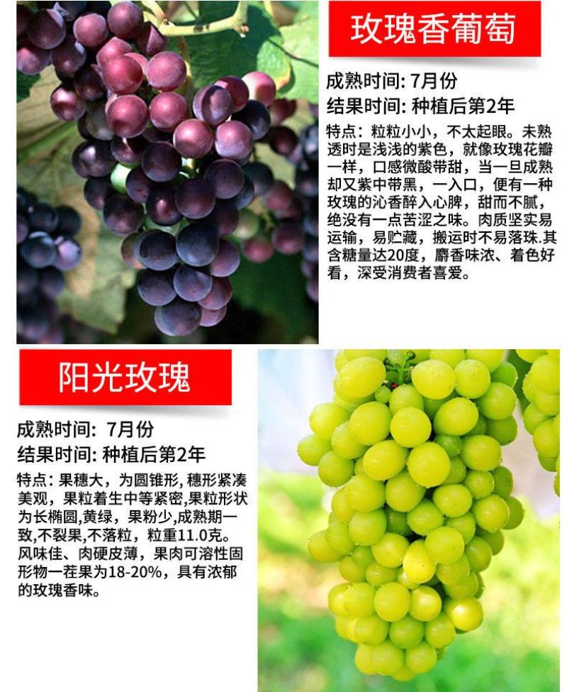 葡萄树苖特大巨峰葡萄苗爬藤蓝宝石葡萄树苗南方北方种植果树