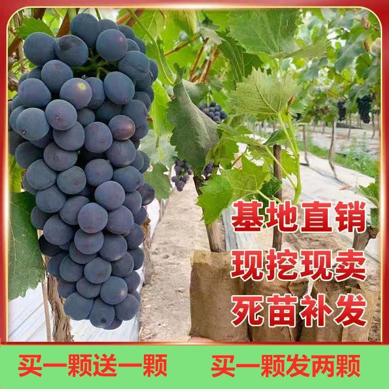 葡萄树苖特大巨峰葡萄苗爬藤蓝宝石葡萄树苗南方北方种植果树