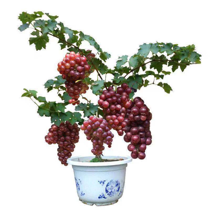 葡萄树苖特大巨峰葡萄苗爬藤蓝宝石葡萄树苗南方北方种植果树