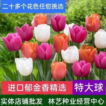 荷兰进口郁金香种球大球重瓣花卉盆栽水培植物室内外四季好养