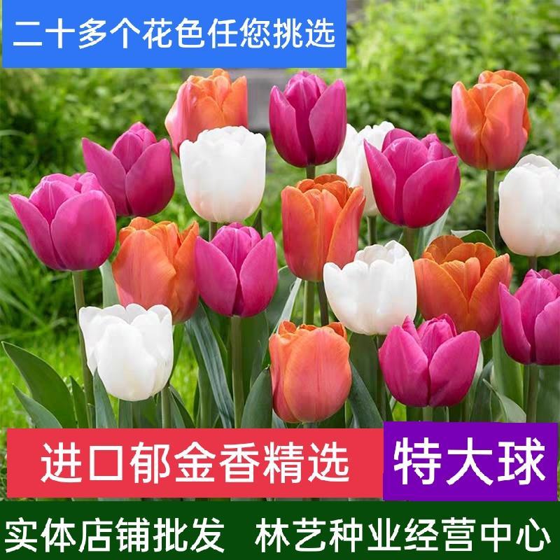 荷兰进口郁金香种球大球重瓣花卉盆栽水培植物室内外四季好养