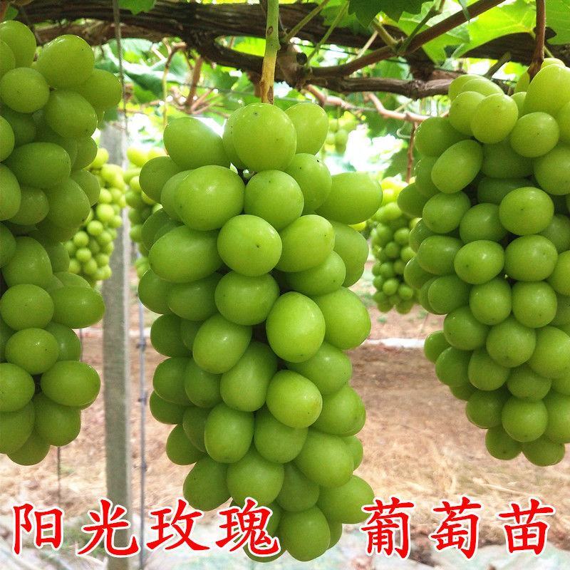 优选嫁接阳光玫瑰葡萄苗香印晴王葡萄树苗盆栽地栽当年结