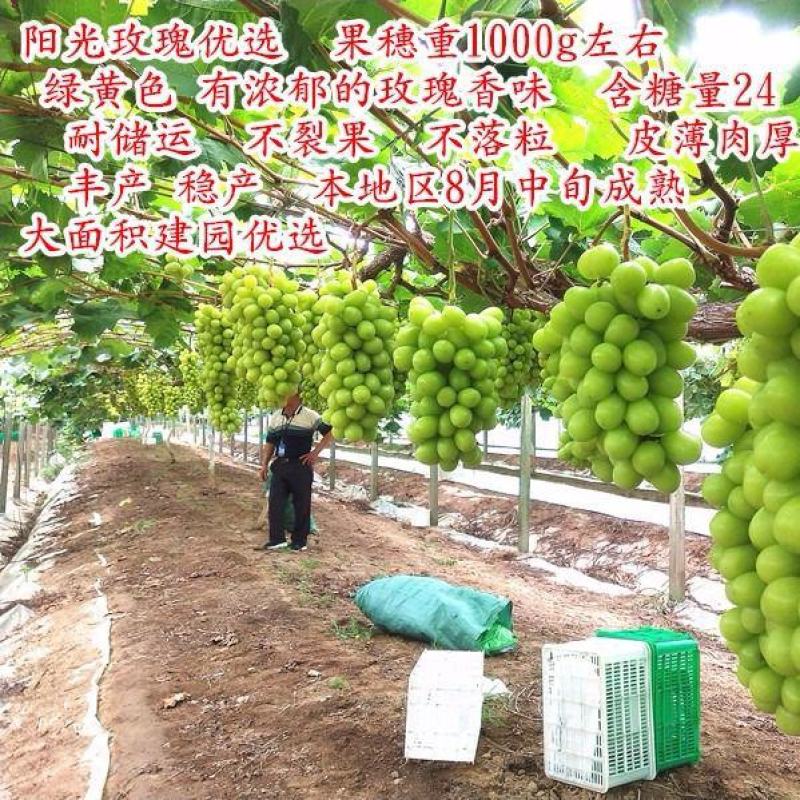 优选嫁接阳光玫瑰葡萄苗香印晴王葡萄树苗盆栽地栽当年结
