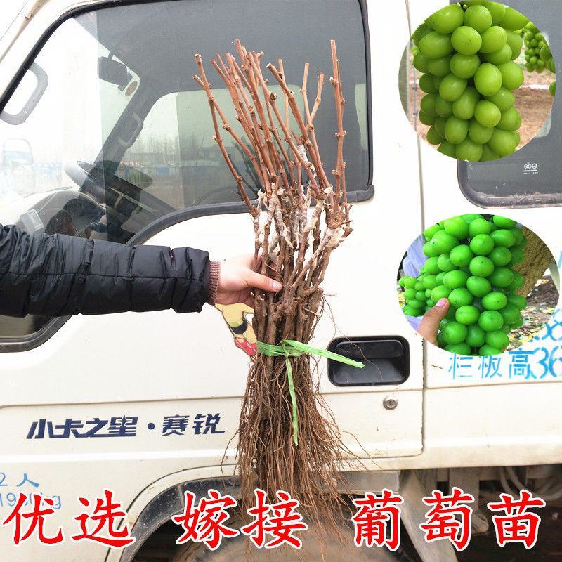 优选嫁接阳光玫瑰葡萄苗香印晴王葡萄树苗盆栽地栽当年结
