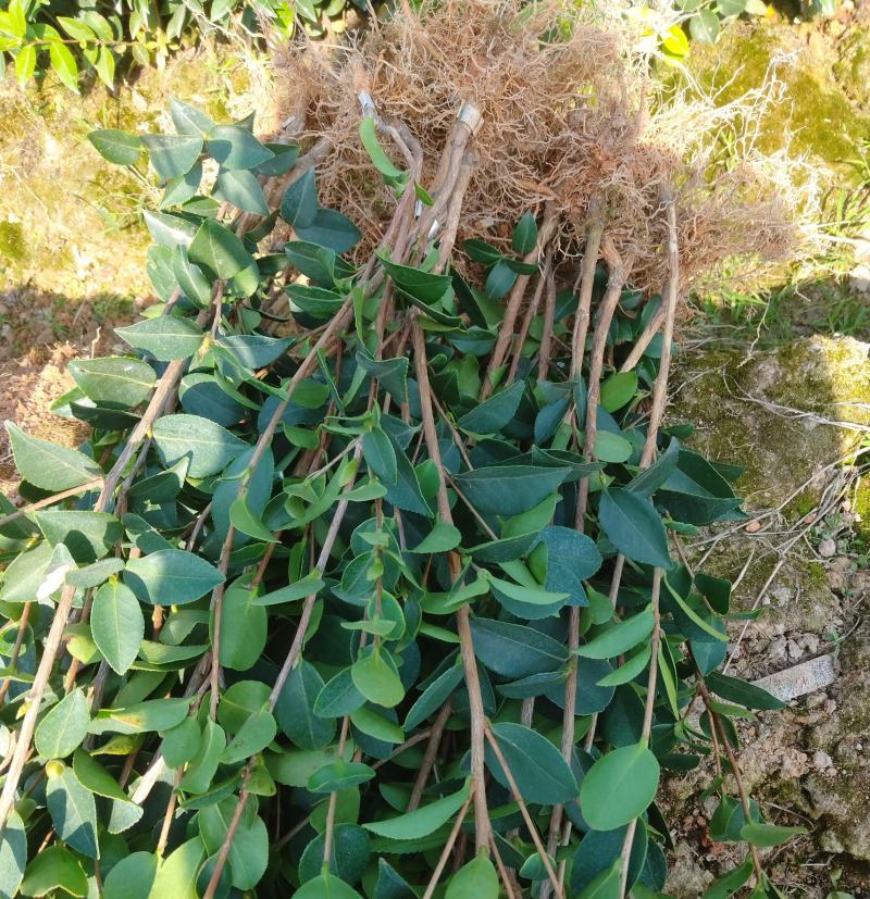 【顺丰包邮】长林系30-130cm嫁接油茶苗量大可议价