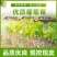葡萄树苗红提无籽葡萄苗果树盆栽地栽庭院种植夏黑无核当年结