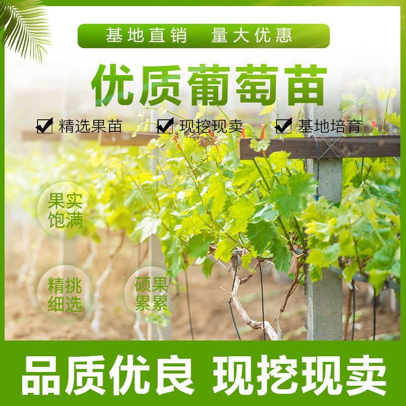 葡萄树苗红提无籽葡萄苗果树盆栽地栽庭院种植夏黑无核当年结