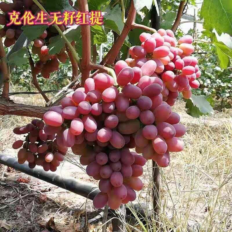 葡萄树苗红提无籽葡萄苗果树盆栽地栽庭院种植夏黑无核当年结