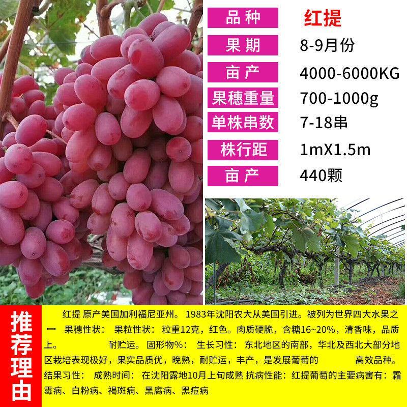 葡萄树苗红提无籽葡萄苗果树盆栽地栽庭院种植夏黑无核当年结