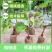 葡萄树苗红提无籽葡萄苗果树盆栽地栽庭院种植夏黑无核当年结