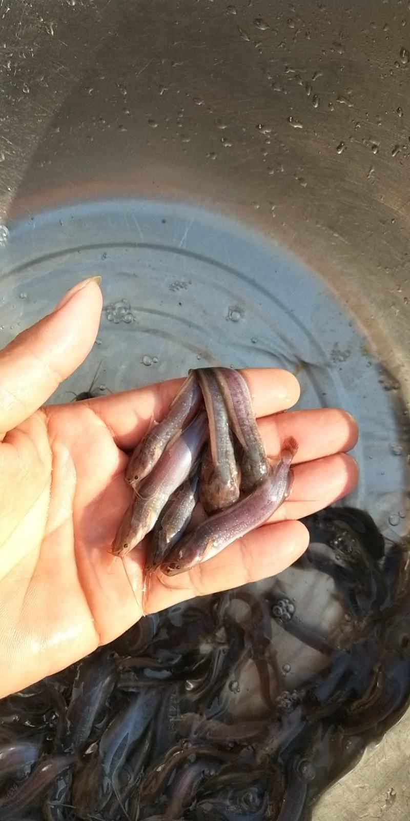 本塘角鱼苗，埃及塘角鱼苗，鲫鱼苗鲤鱼苗，四大家鱼苗等等