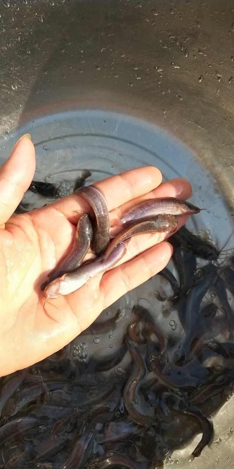 本塘角鱼苗，埃及塘角鱼苗，鲫鱼苗鲤鱼苗，四大家鱼苗等等