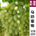 无核马奶提子葡萄苗新疆马奶葡萄苗葡萄苗南北方种植