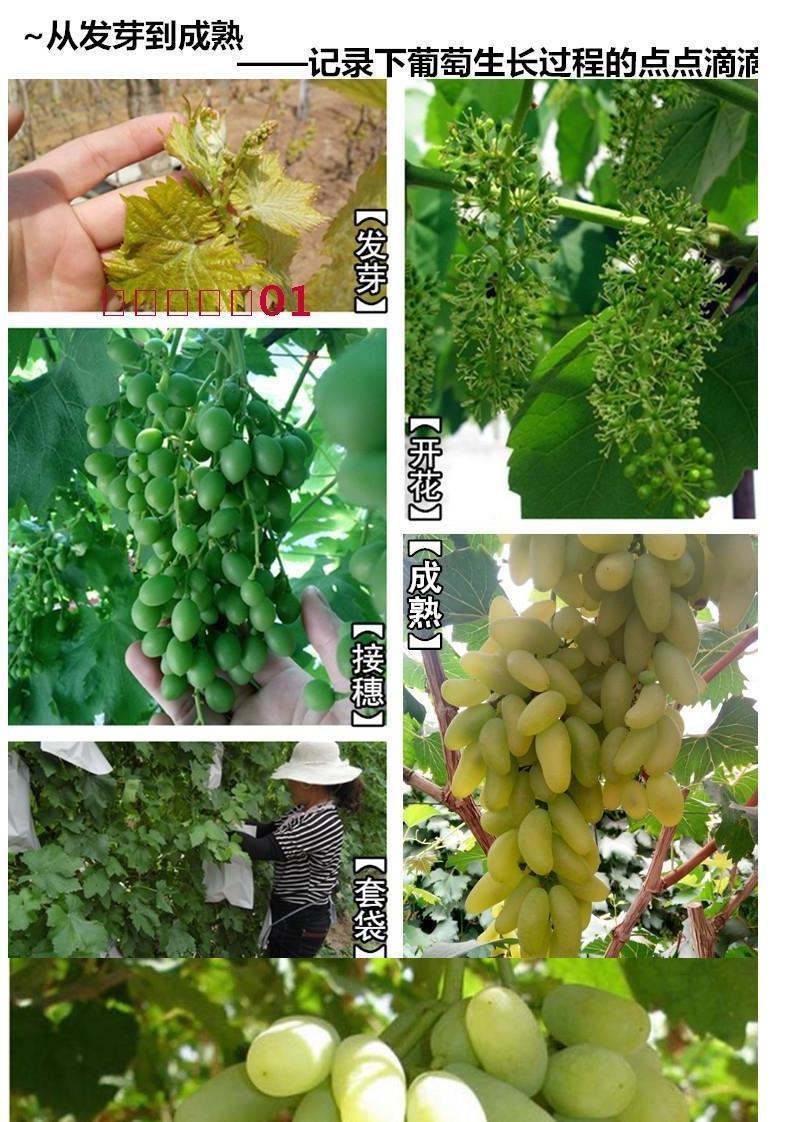 无核马奶提子葡萄苗新疆马奶葡萄苗葡萄苗南北方种植