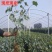 无核马奶提子葡萄苗新疆马奶葡萄苗葡萄苗南北方种植