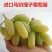 无核马奶提子葡萄苗新疆马奶葡萄苗葡萄苗南北方种植