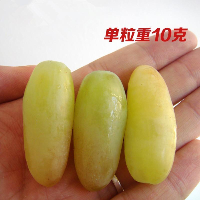 无核马奶提子葡萄苗新疆马奶葡萄苗葡萄苗南北方种植