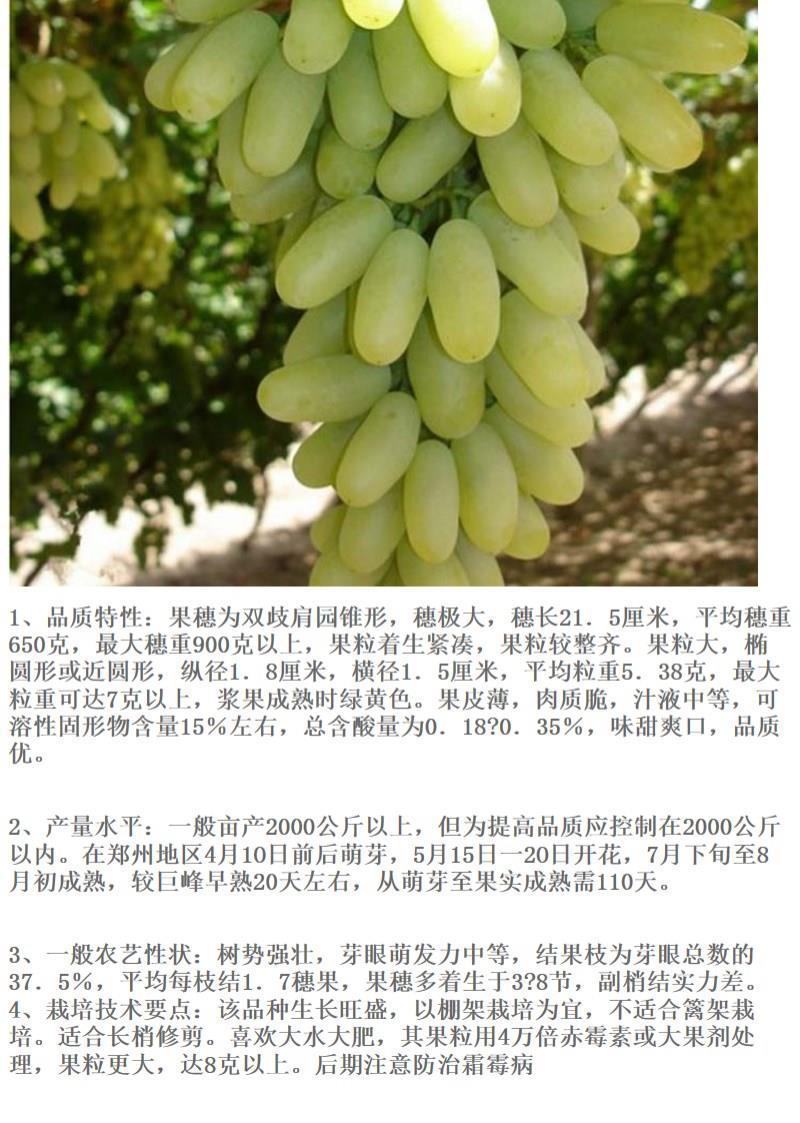 无核马奶提子葡萄苗新疆马奶葡萄苗葡萄苗南北方种植