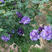 紫玉树莓冰沙雪纺蓝色重瓣木槿四季开花大苗耐热寒多年生