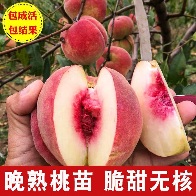 嫁接桃树苗当年结果盆栽特大早晚熟桃苗水蜜桃冬桃地栽南北方