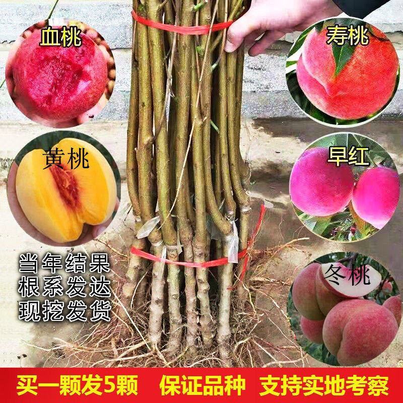 嫁接桃树苗当年结果盆栽特大早晚熟桃苗水蜜桃冬桃地栽南北方