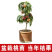 嫁接桃树苗当年结果盆栽特大早晚熟桃苗水蜜桃冬桃地栽南北方