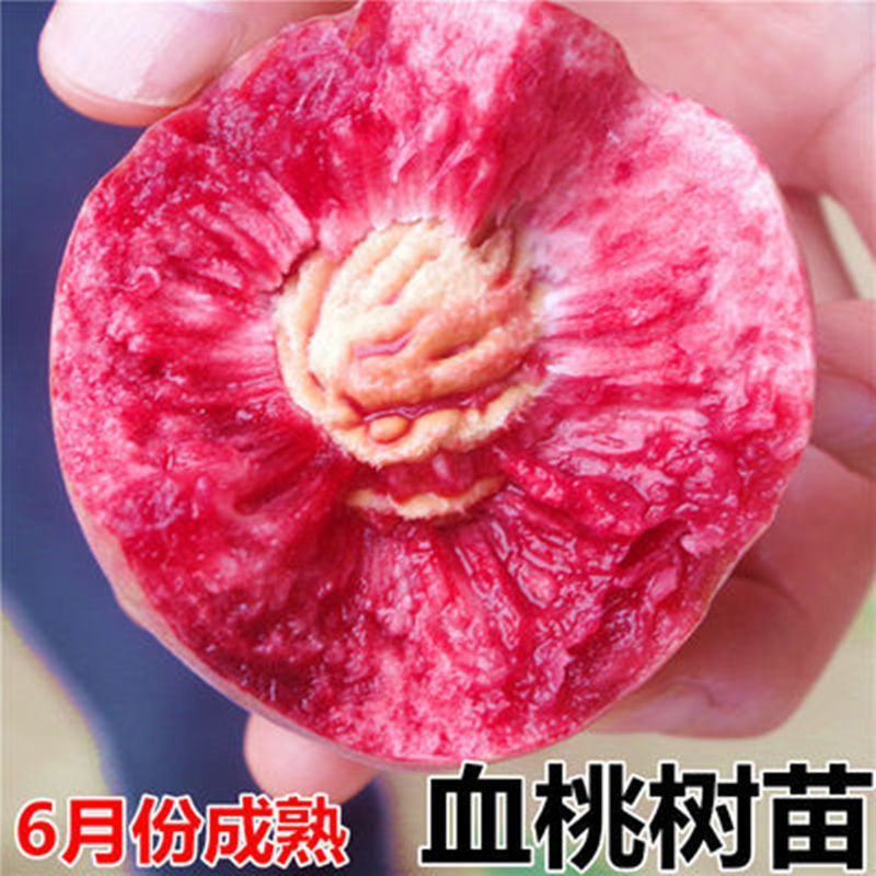 嫁接桃树苗当年结果盆栽特大早晚熟桃苗水蜜桃冬桃地栽南北方