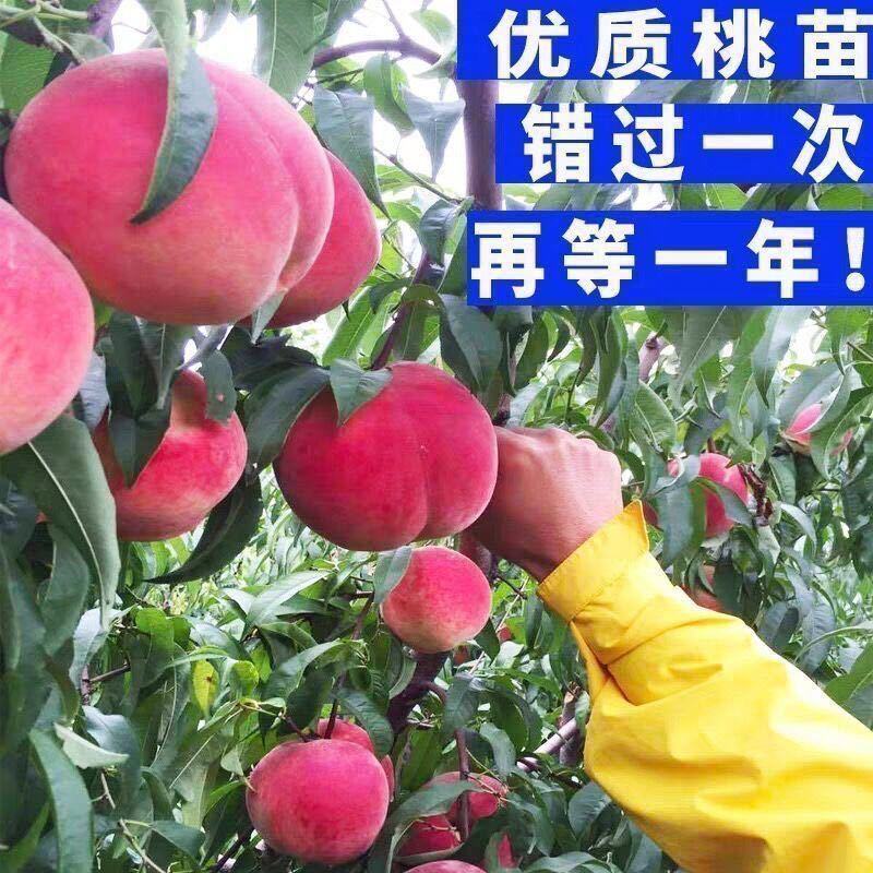 嫁接桃树苗当年结果盆栽特大早晚熟桃苗水蜜桃冬桃地栽南北方