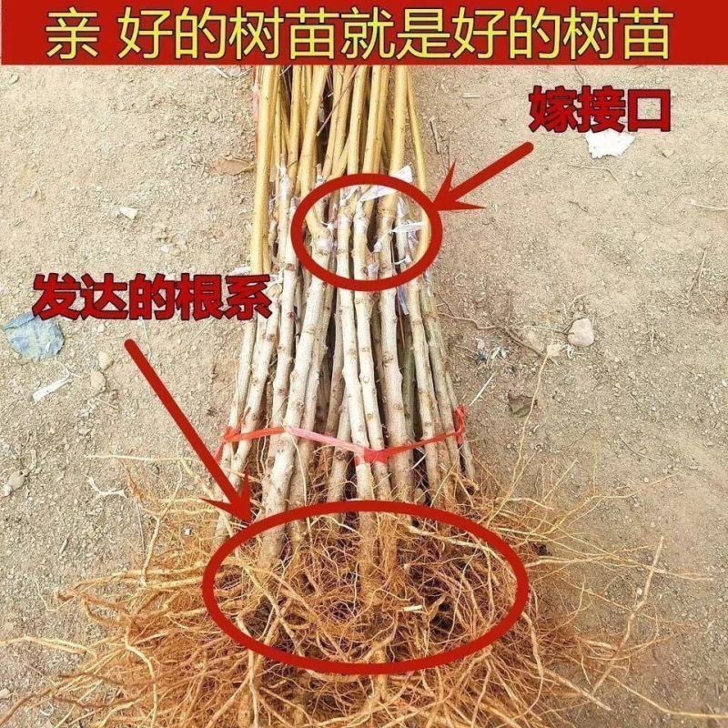 嫁接桃树苗当年结果盆栽特大早晚熟桃苗水蜜桃冬桃地栽南北方