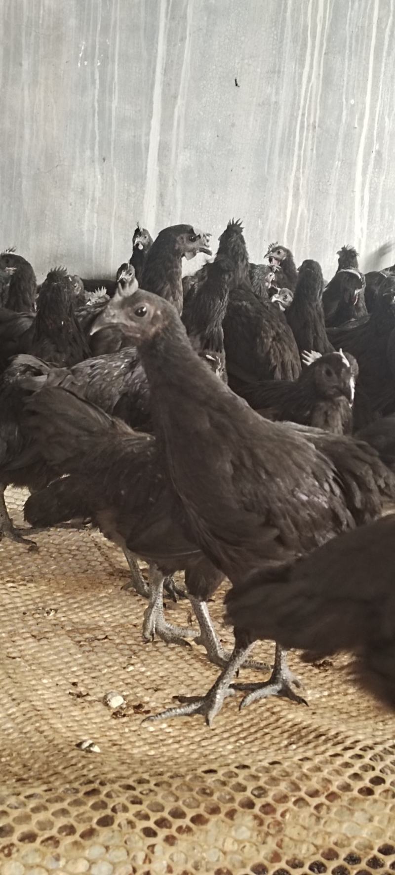 青年正宗五黑鸡，公母都有，批发价出售全国发货视频挑选