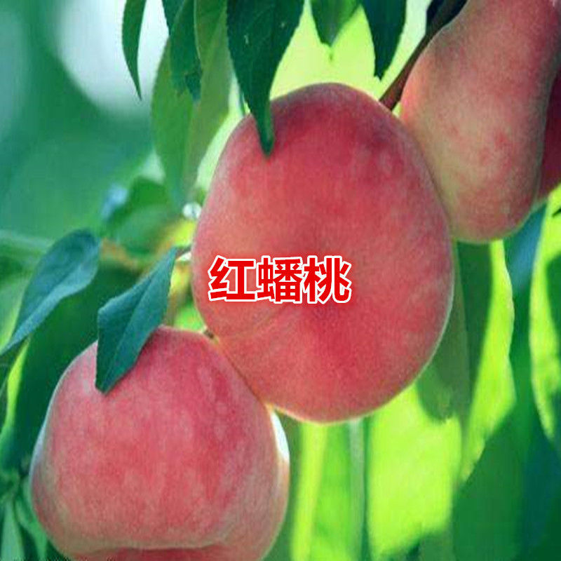 新品种嫁接桃树苗黄金蟠桃苗13-15桃树苗盆栽地栽南