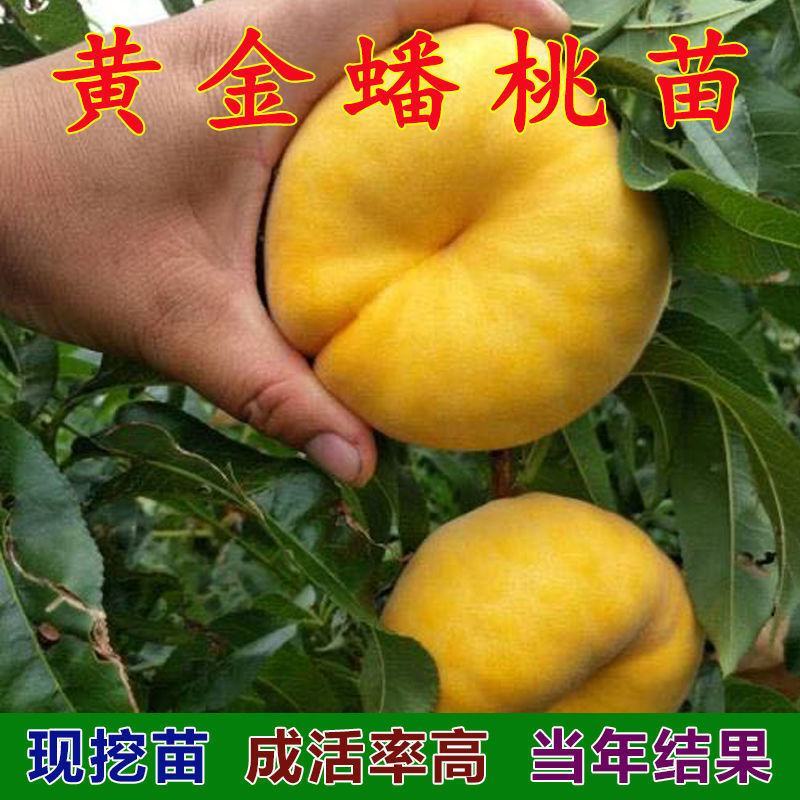 新品种嫁接桃树苗黄金蟠桃苗13-15桃树苗盆栽地栽南