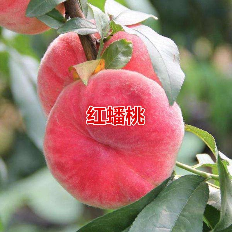 新品种嫁接桃树苗黄金蟠桃苗13-15桃树苗盆栽地栽南