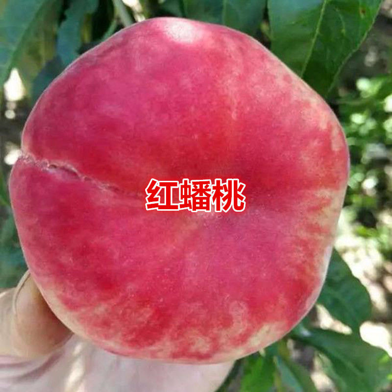 新品种嫁接桃树苗黄金蟠桃苗13-15桃树苗盆栽地栽南