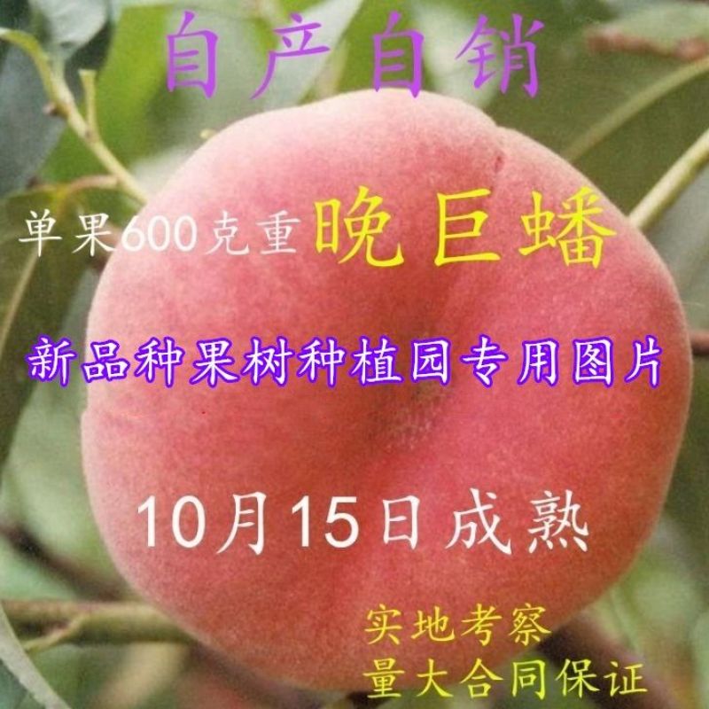 新品种嫁接桃树苗黄金蟠桃苗13-15桃树苗盆栽地栽南